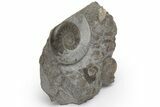 Jurassic Fossil Ammonite Cluster (Caloceras) - United Kingdom #219986-1